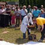 Bienenschwarmdemonstration, was ein Bienenvolk, von ca. 50.000 Bienen, zusammenhält.