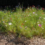 iese Art der Bepflanzung von öffentlichen Flächen wäre ein Beitrag zum Umweltschutz und würde der Verarmung der Landschaft entgegenwirken