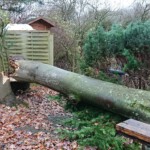 Bienenbaum vom Wind umgeworfen - Ansicht 1