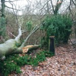 Bienenbaum vom Wind umgeworfen - Ansicht 4