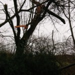 Bienenbaum vom Wind umgeworfen - Ansicht 5