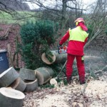 Umgestürzter Bienenbaum wird beseitigt - Ansicht 1 Umgestürzter Bienenbaum wird beseitigt - Ansicht 1