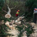 Umgestürzter Bienenbaum wird beseitigt - Ansicht 3