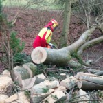 Umgestürzter Bienenbaum wird beseitigt - Ansicht 4 Umgestürzter Bienenbaum wird beseitigt - Ansicht 4