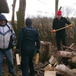 Umgestürzter Bienenbaum wird verwertet - Ansicht 1 Umgestürzter Bienenbaum wird verwertet - Ansicht 1
