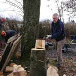 Umgestürzter Bienenbaum wird verwertet - Ansicht 2 Umgestürzter Bienenbaum wird verwertet - Ansicht 2