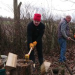 Umgestürzter Bienenbaum wird verwertet - Ansicht 3 Umgestürzter Bienenbaum wird verwertet - Ansicht 3