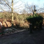 Umgestürzter Bienenbaum - nach dem Aufräumen (1) Umgestürzter Bienenbaum - nach dem Aufräumen - Ansicht 1