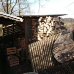 Umgestürzter Bienenbaum - nach dem Aufräumen - Ansicht 3
