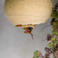 Vespa velutina - Primärnest (by Nicki König)