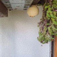 Vespa velutina - Primärnest (by Nicki König)