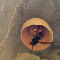 Vespa velutina - Anfang eines Nestes (April, by Nicki König)