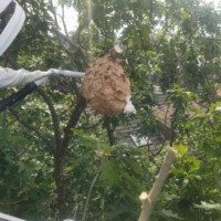 Vespa velutina -Entferung Sekundärnest (by Nicki König)