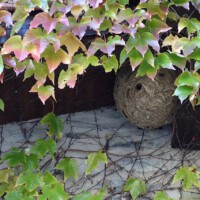 Vespa velutina - Sekundär-Nest im November (by Victoriatell, CC-BY-4.0)