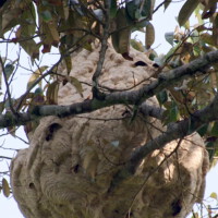 Asiatische Hornisse - Sekundärnest (Tu7uh, CC-BY-4.0)
