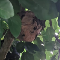 Vespa velutina -Sekundärnest (by Nicki König)