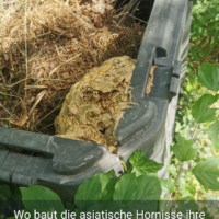 Vespa velutina - Primärnest im Kompost (Fundorte Nester, by Nicki König)