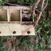 Vespa velutina - Primärnest im Nistkasten (Fundorte Nester, by Nicki König)