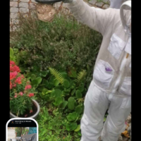 Vespa velutina - Primärnest im Kanaldeckel (Fundorte Nester, by Nicki König)