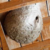 Vespa velutina - Primärnest (by Marie-Lan Taÿ Pamart, CC-BY-4.0)