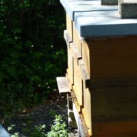 Tag rund um die Biene 2025 - 15