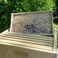 Tag rund um die Biene 2025 - 24