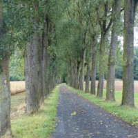 ... durch diese Allee ...