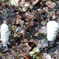 Am Wegesrand (1)