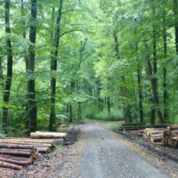 Am Wegesrand (3)