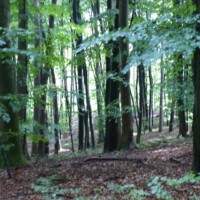 Am Wegesrand (5)