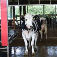 Beim Bauer Gerth (Diebach am Haag)