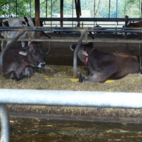 Beim Bauer Gerth (Diebach am Haag)