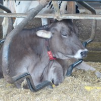 Beim Bauer Gerth (Diebach am Haag)