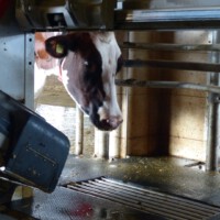 Bauer Gerth - Neugier ;)