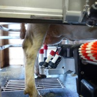 Bauer Gerth - Automatische Melkmaschine