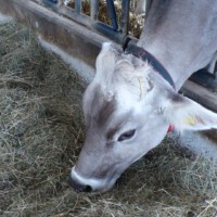 Bauer Gerth - Besuch im Stall