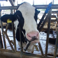 Bauer Gerth - Besuch im Stall