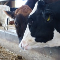 Bauer Gerth - Besuch im Stall