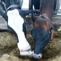 Bauer Gerth - Besuch im Stall