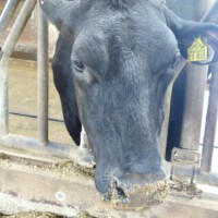 Bauer Gerth - Besuch im Stall