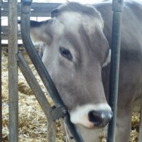 Bauer Gerth - Besuch im Stall