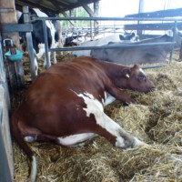 Bauer Gerth - Trächtig